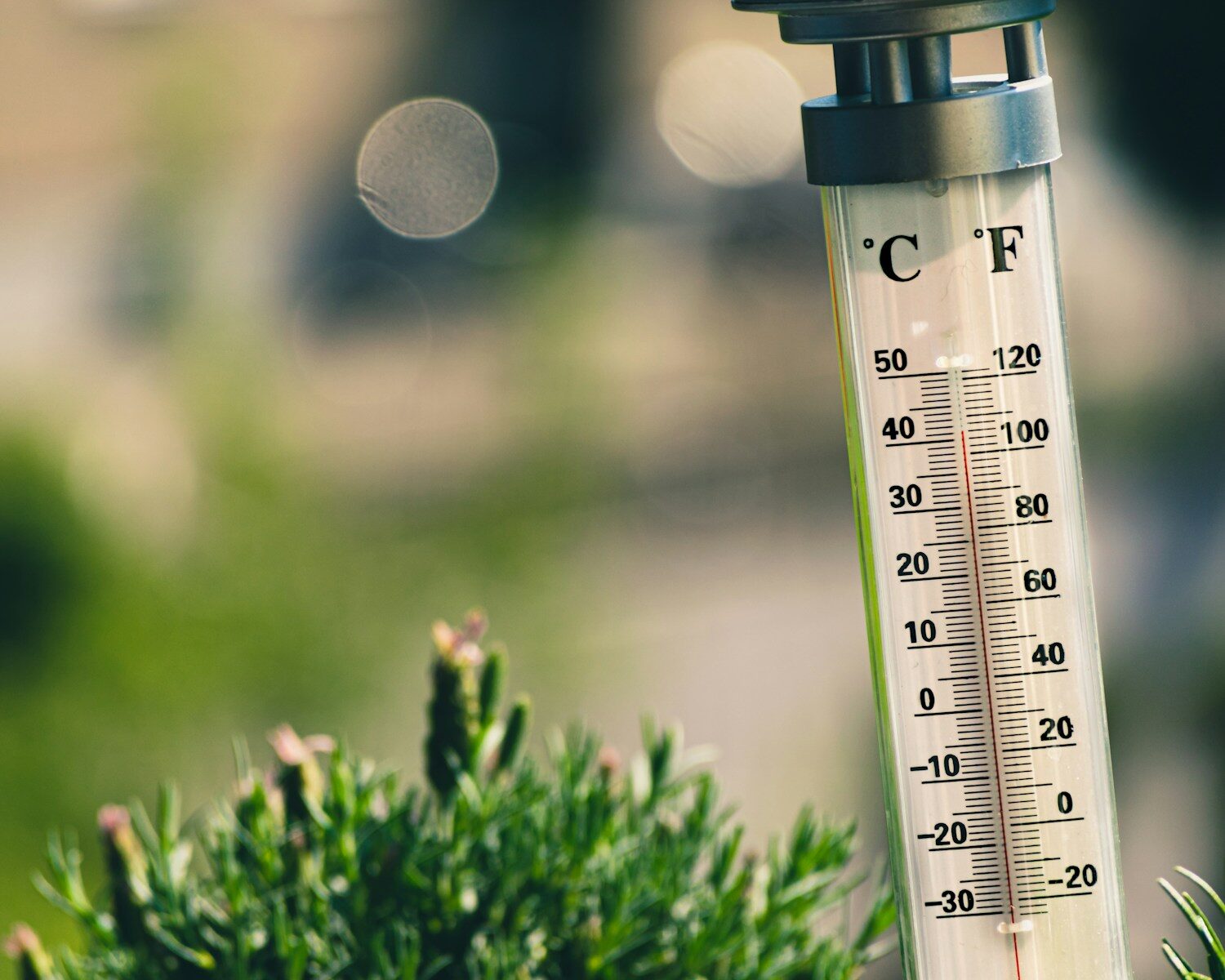 thermometer with fahrenheit and celsius on plants